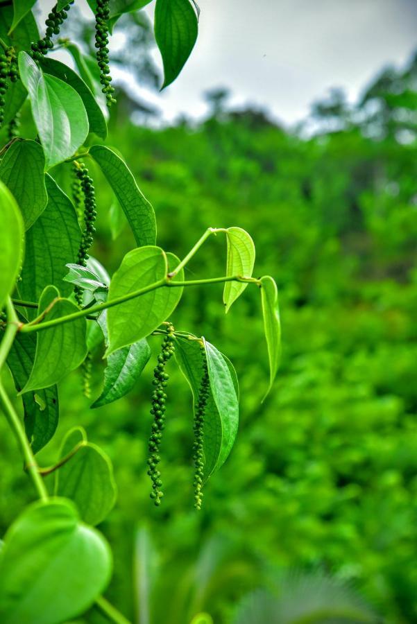 Rainforest Nature House 代尼耶耶 外观 照片